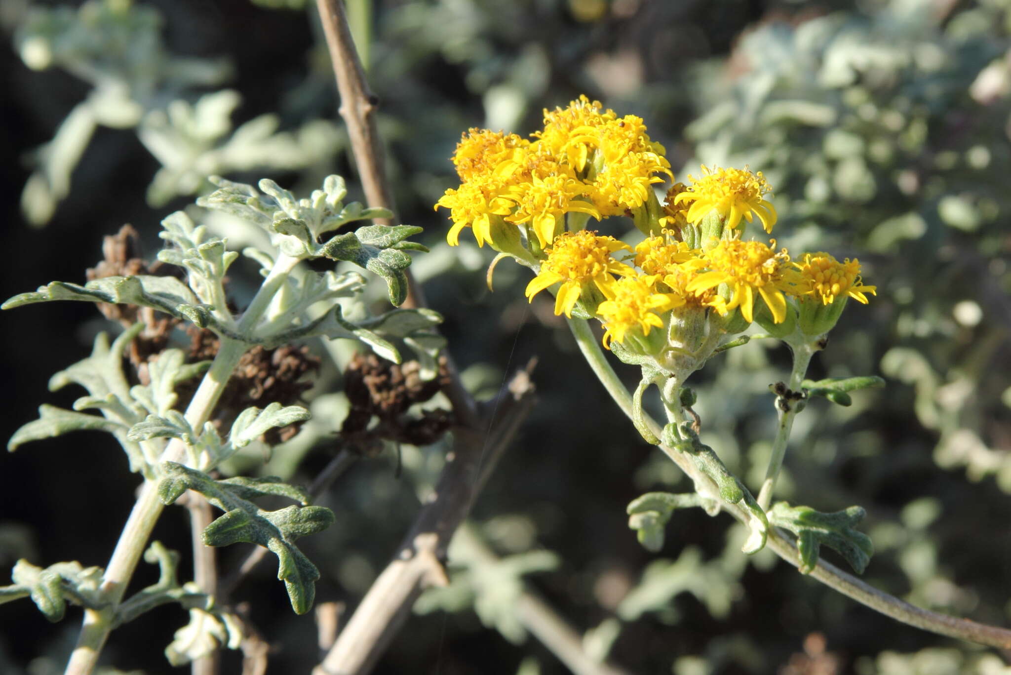 Слика од Eriophyllum staechadifolium Lag.