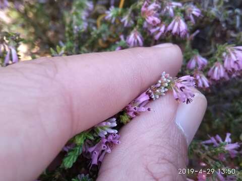 Image of Erica labialis Salisb.