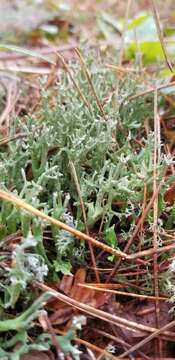 Image of Cladonia turgida Ehrh. ex Hoffm.