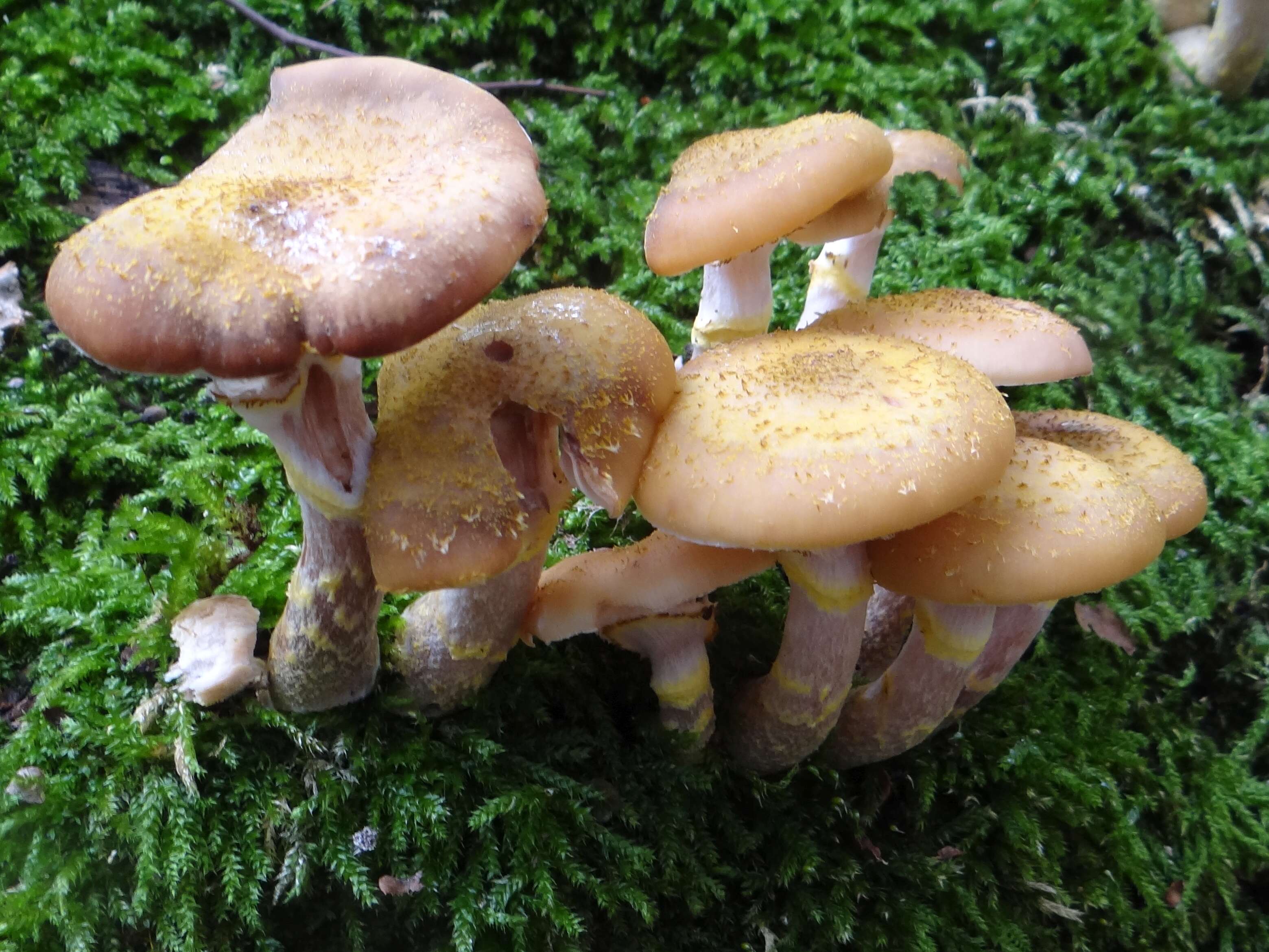 Image of Honey Fungus