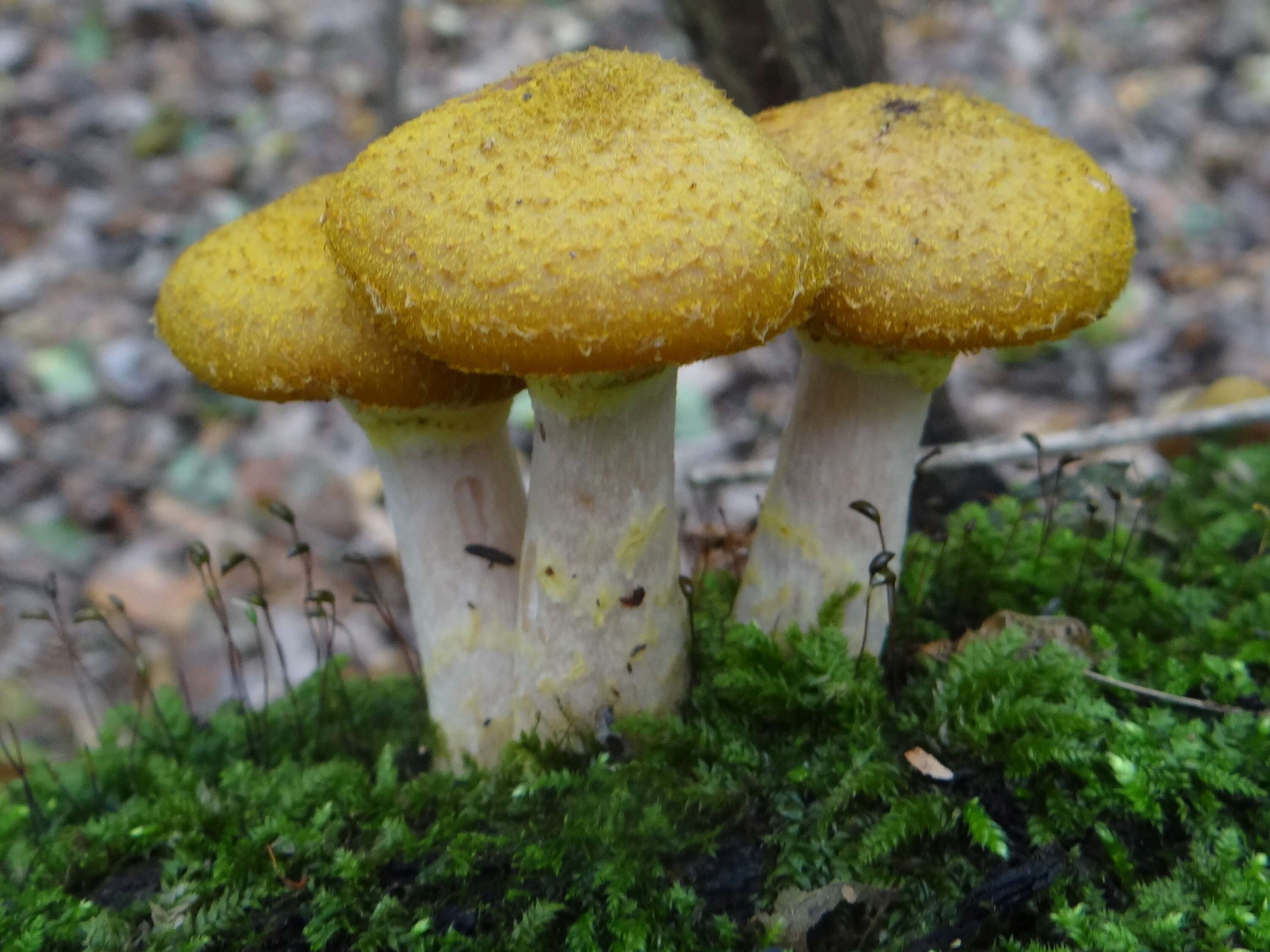 Image of Honey Fungus