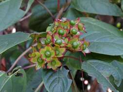 Image of Clerodendrum longiflorum var. glabrum Munir