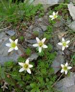 Imagem de Saxifraga praetermissa D. A. Webb