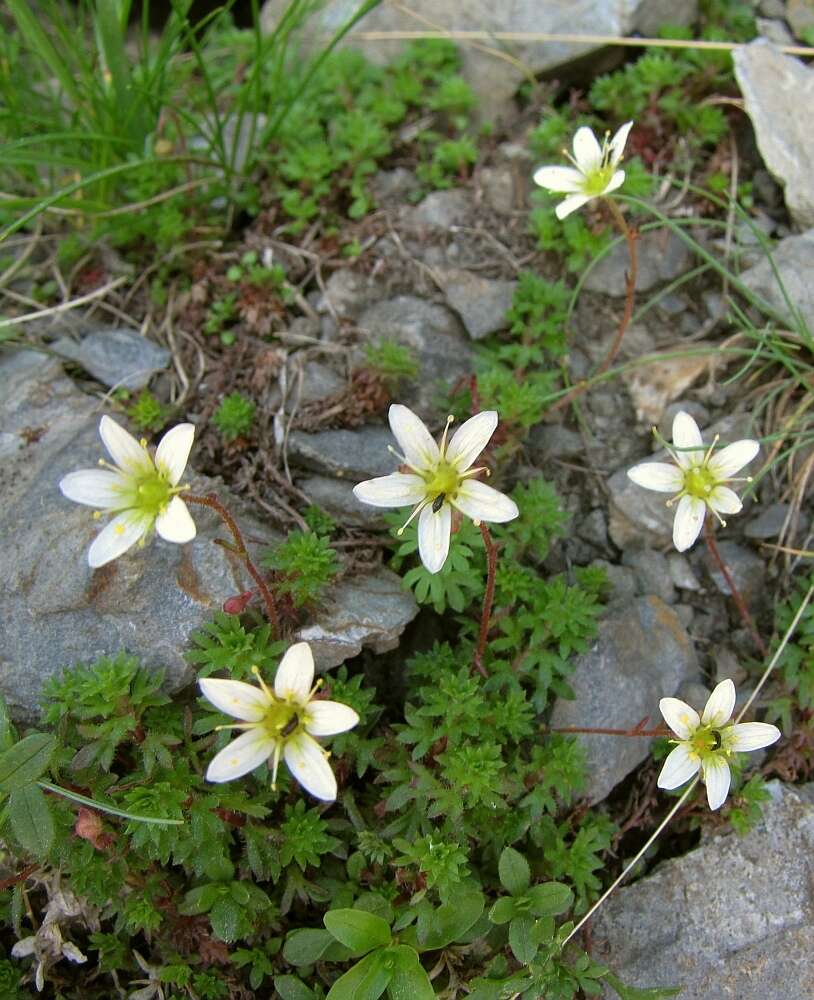 Sivun Saxifraga praetermissa D. A. Webb kuva