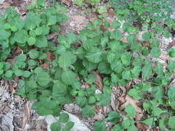 Imagem de Silene rotundifolia Nutt.