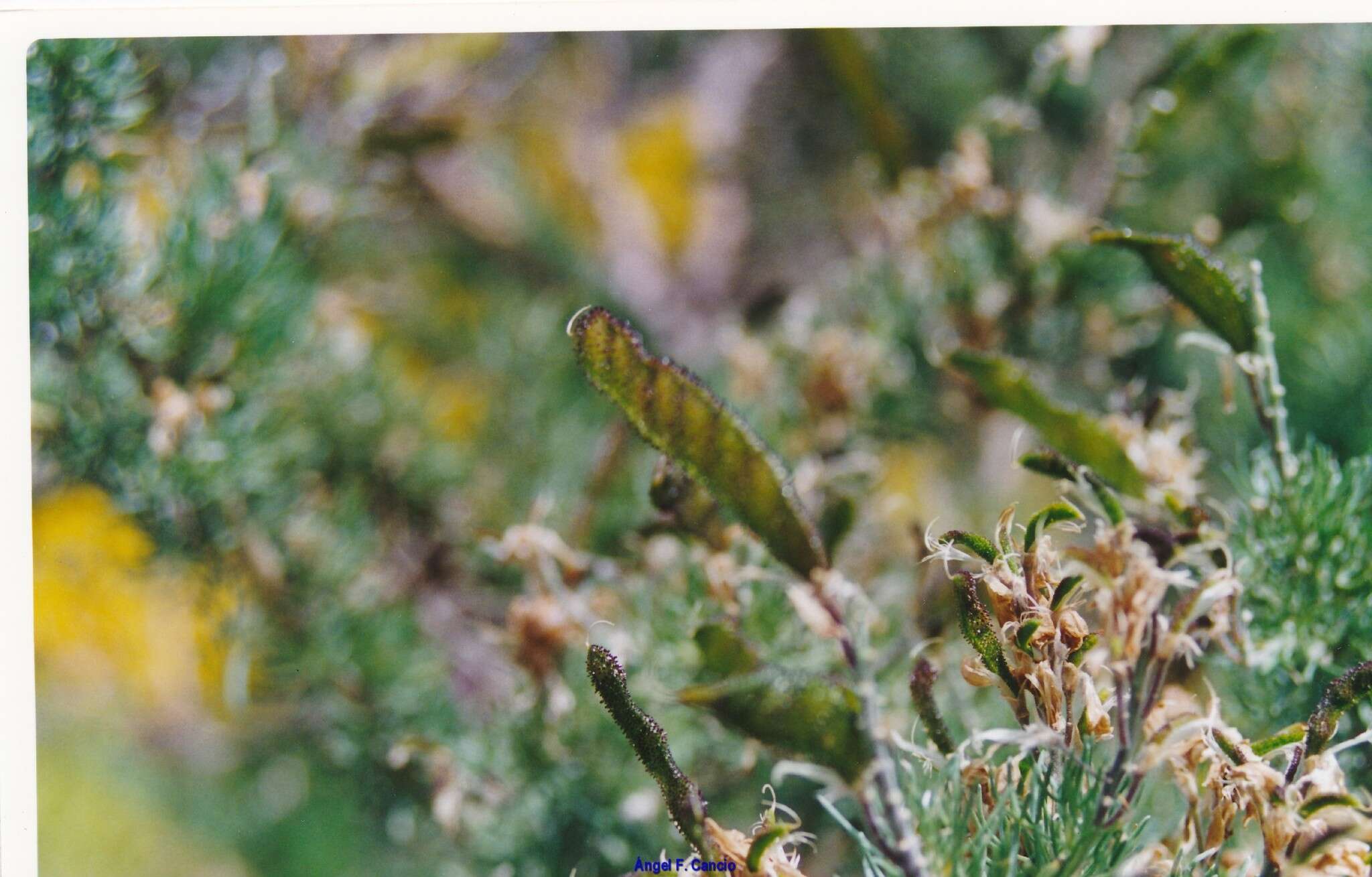 Image of Adenocarpus decorticans Boiss.