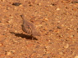 Image of Crowned Sandgrouse