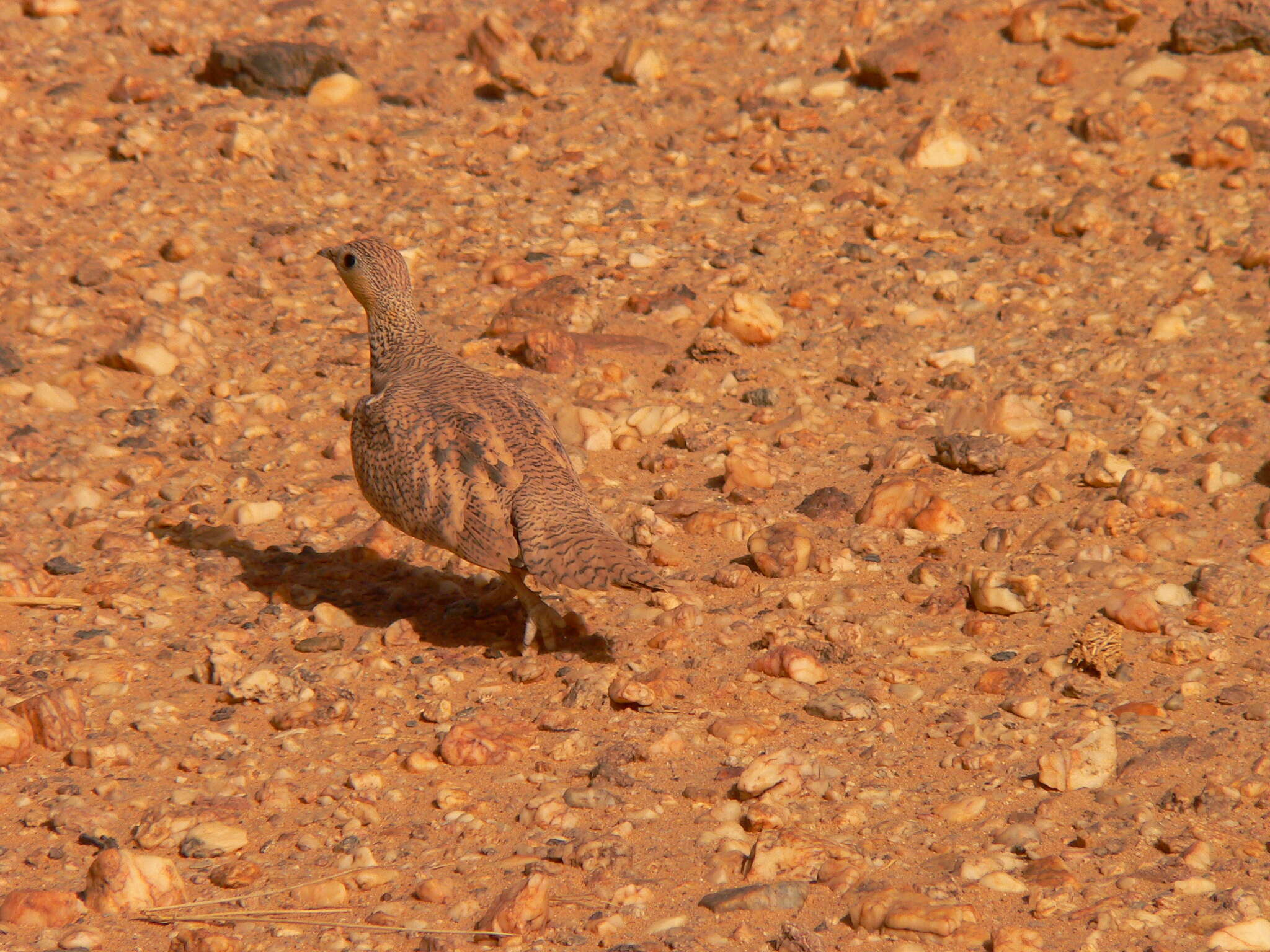 Image of Crowned Sandgrouse