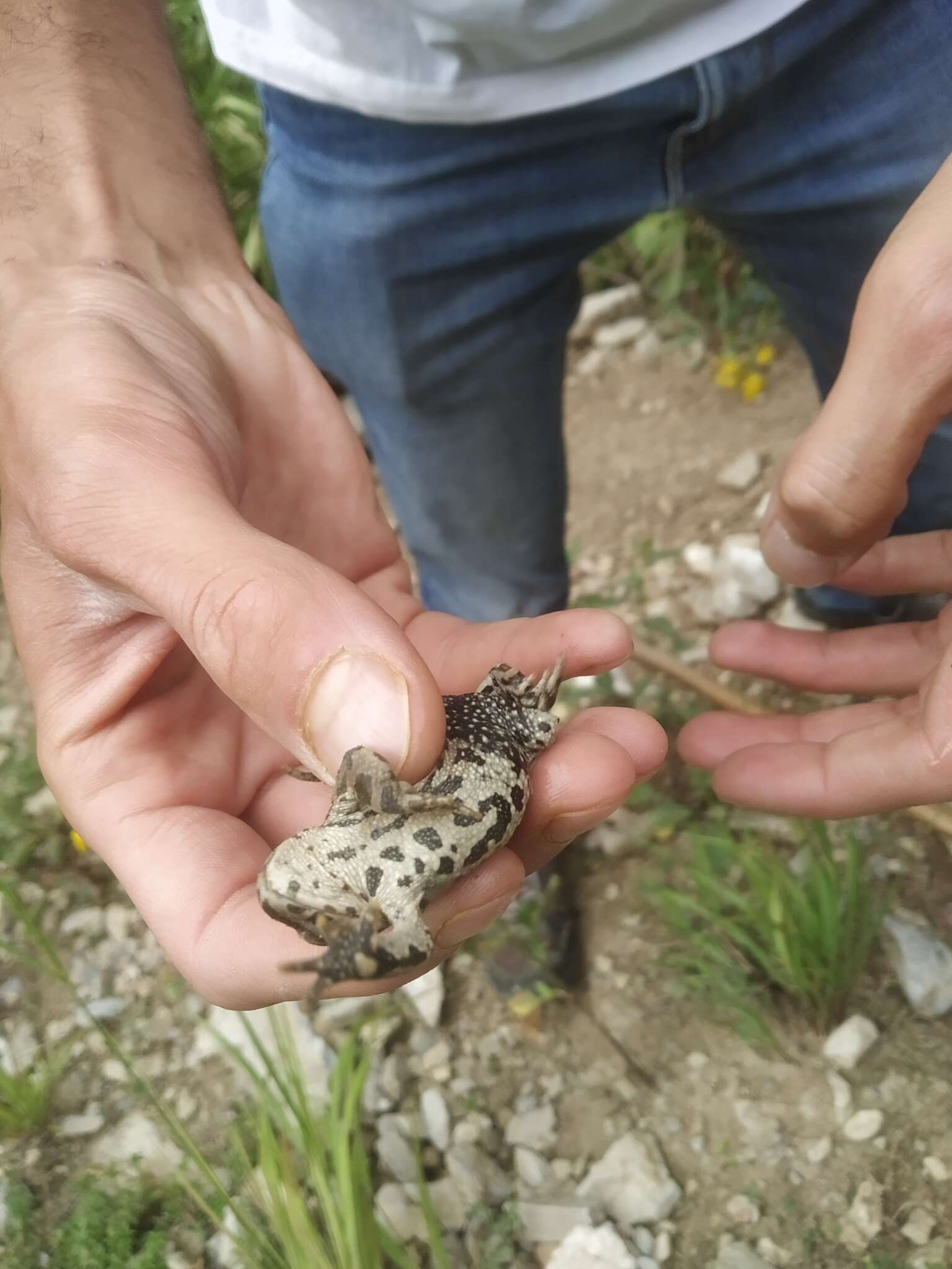 Image of Ladakh Toad