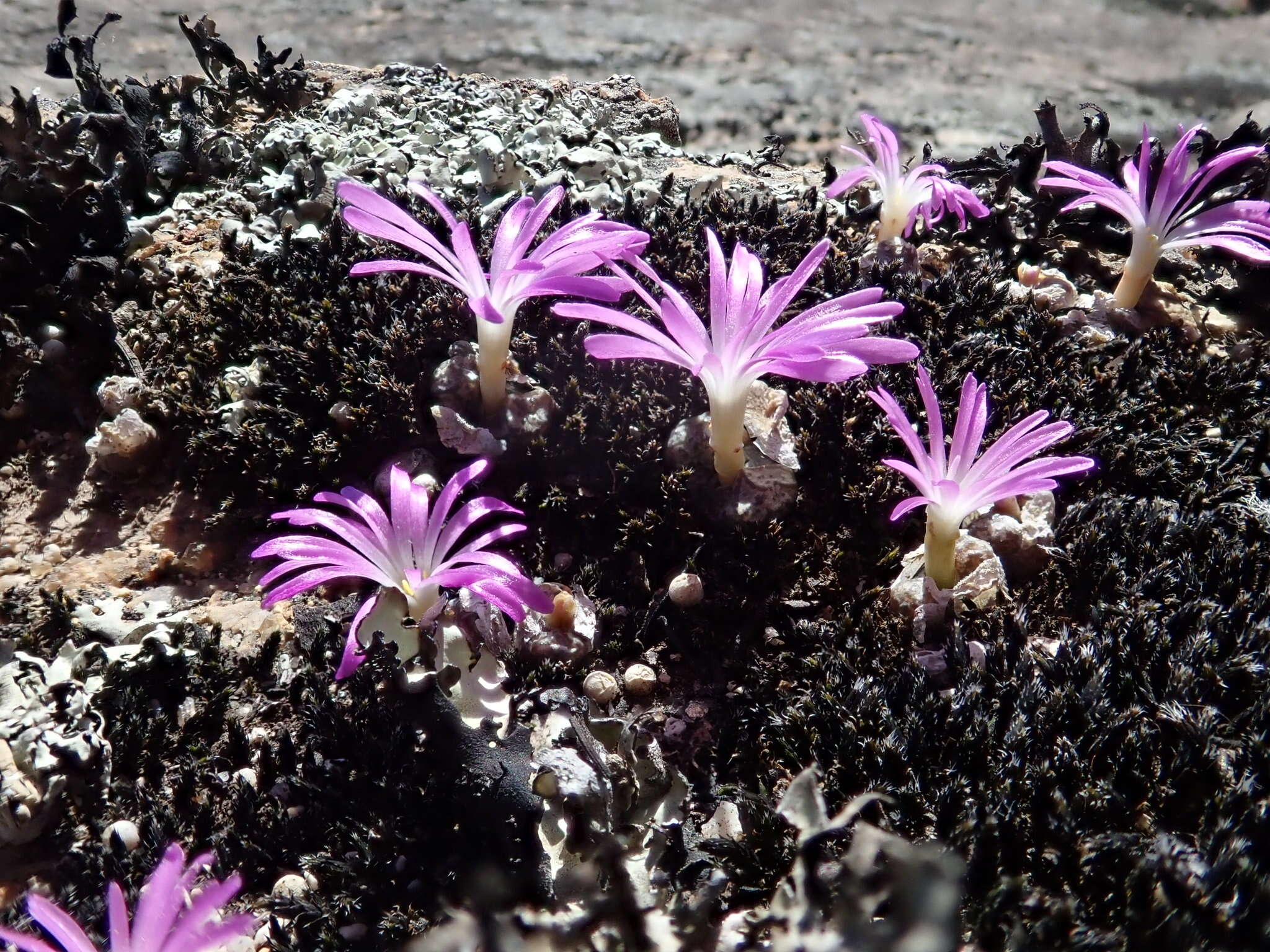 Image of Conophytum turrigerum (N. E. Br.) N. E. Br.