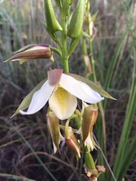 Sivun Eulophia ovalis var. bainesii (Rolfe) P. J. Cribb & la Croix kuva