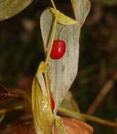 Streptopus amplexifolius (L.) DC.的圖片