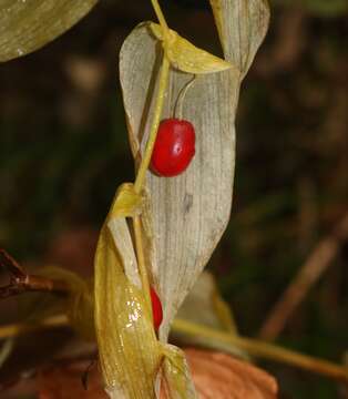 Image of claspleaf twistedstalk