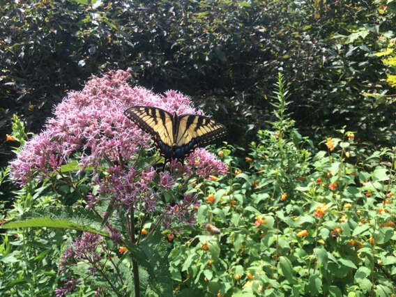 Image of Eastern Tiger Swallowtail