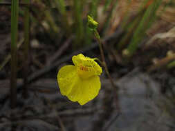 Image of flatleaf bladderwort