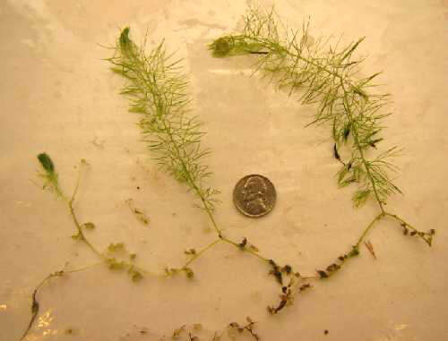 Image of flatleaf bladderwort