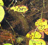 Image of flatleaf bladderwort