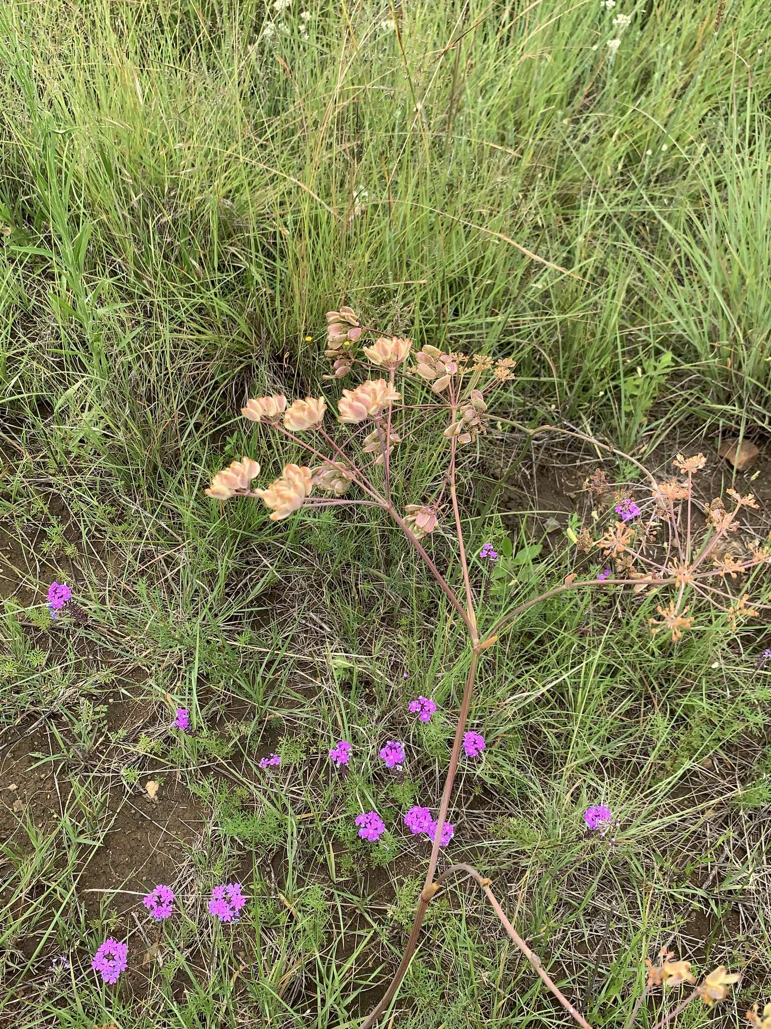 Слика од Afrosciadium magalismontanum (Sond.) Winter