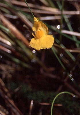 Image of flatleaf bladderwort