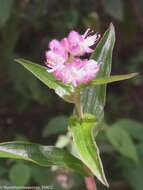 Sivun Floscopa glomerata (Willd. ex Schult. & Schult. fil.) Hassk. kuva