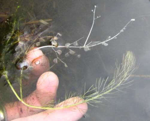 Image of flatleaf bladderwort