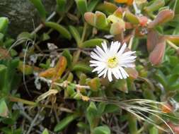 Image of Delosperma patersoniae (L. Bol.) L. Bol.