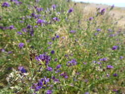 Imagem de Medicago sativa subsp. sativa