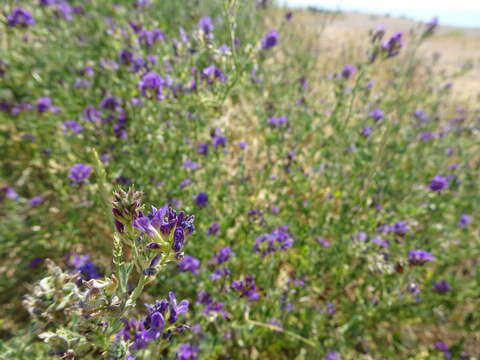 Sivun Medicago sativa subsp. sativa kuva