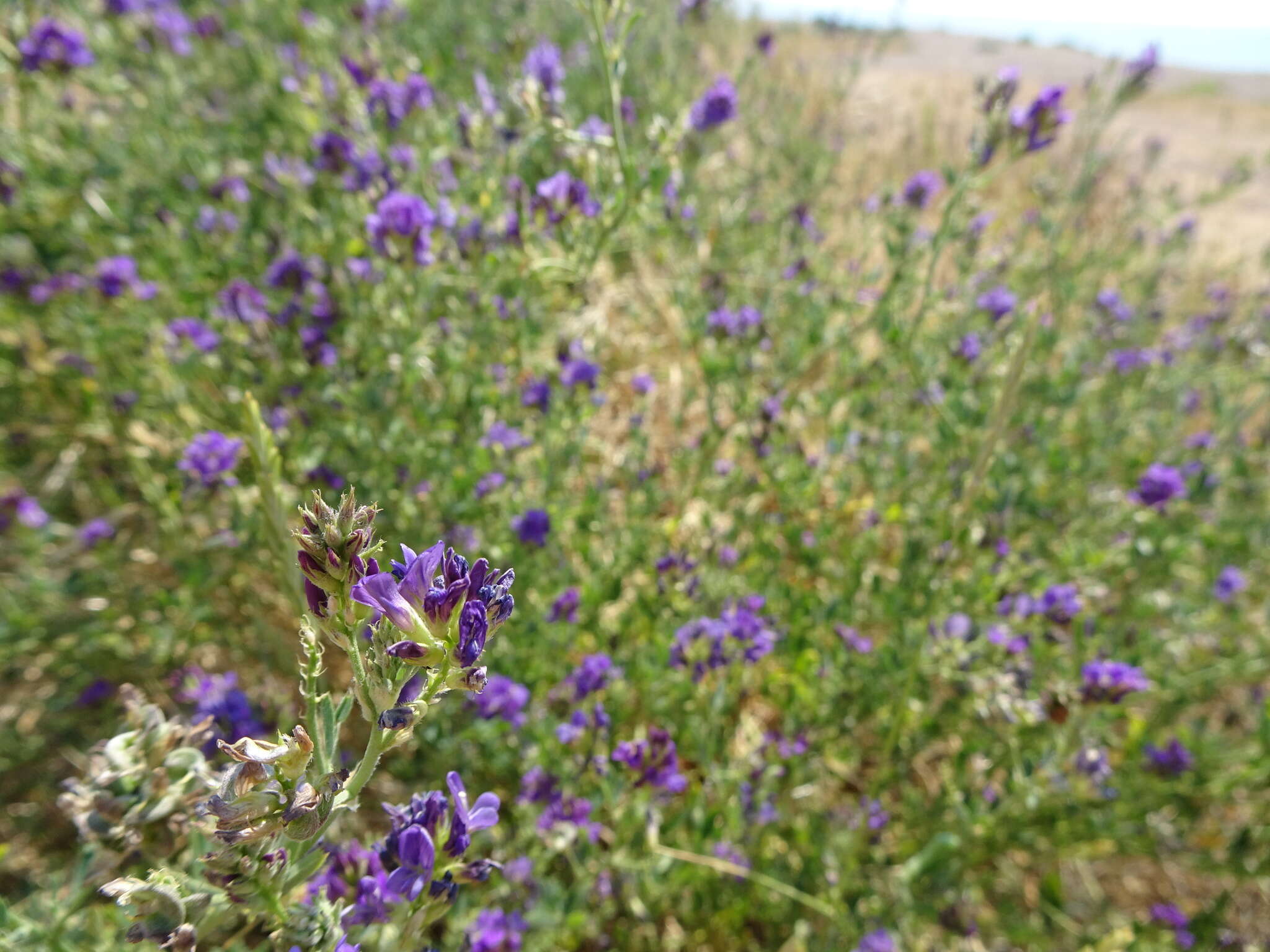 Image of alfalfa