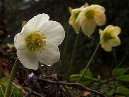 Image of black hellebore