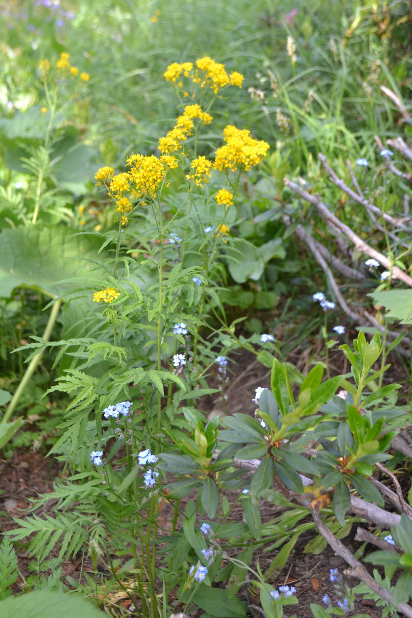 Image of Descurainia tanacetifolia (L.) Prantl