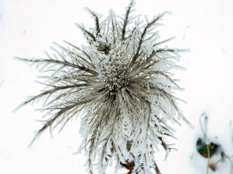 Eryngium alpinum L. resmi