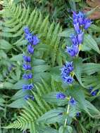 Image of Gentiana asclepiadea L.