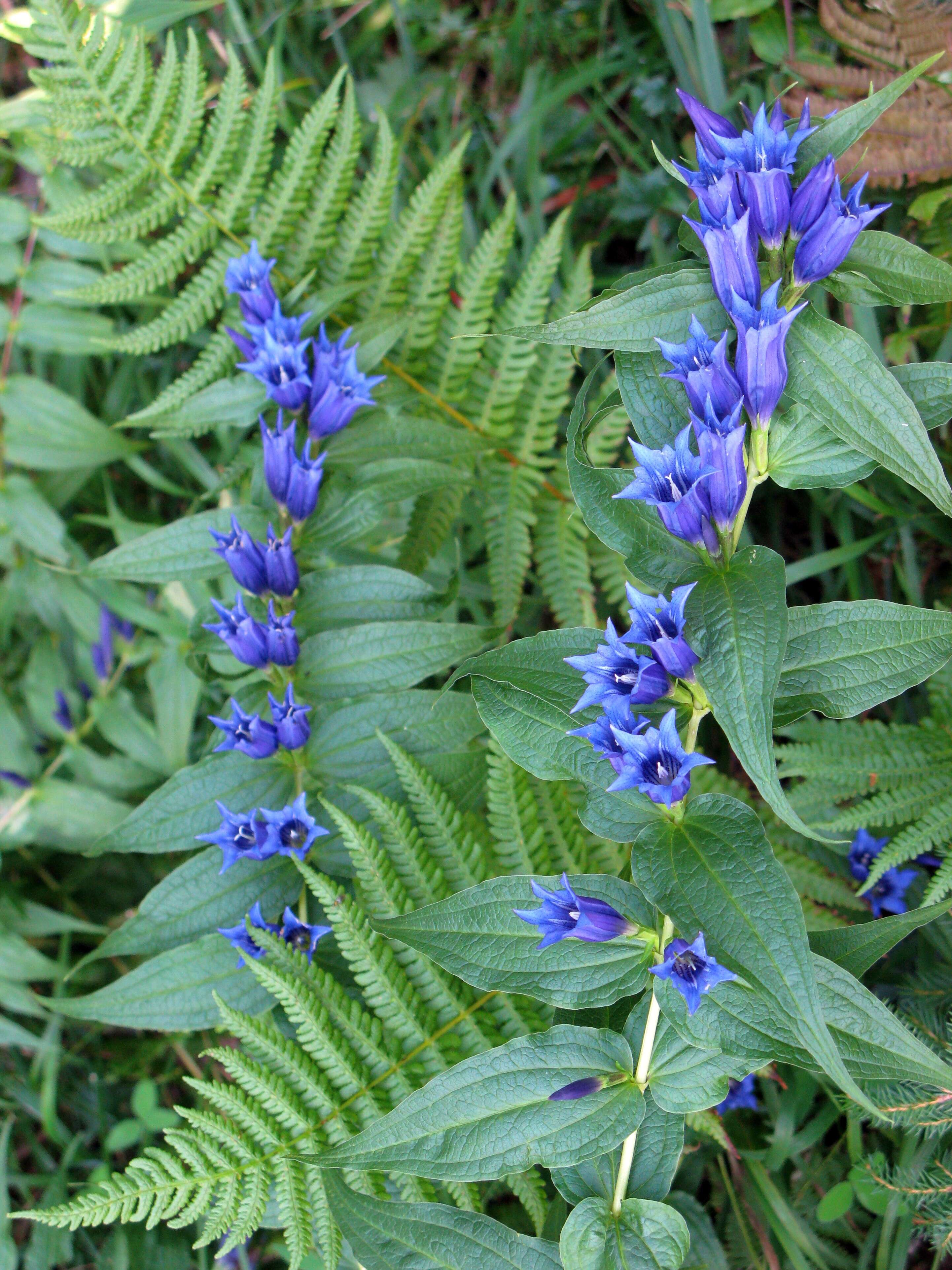 Image of Gentiana asclepiadea L.