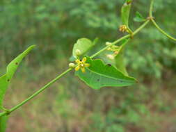 Plancia ëd Secamone parvifolia (Oliv.) Bullock