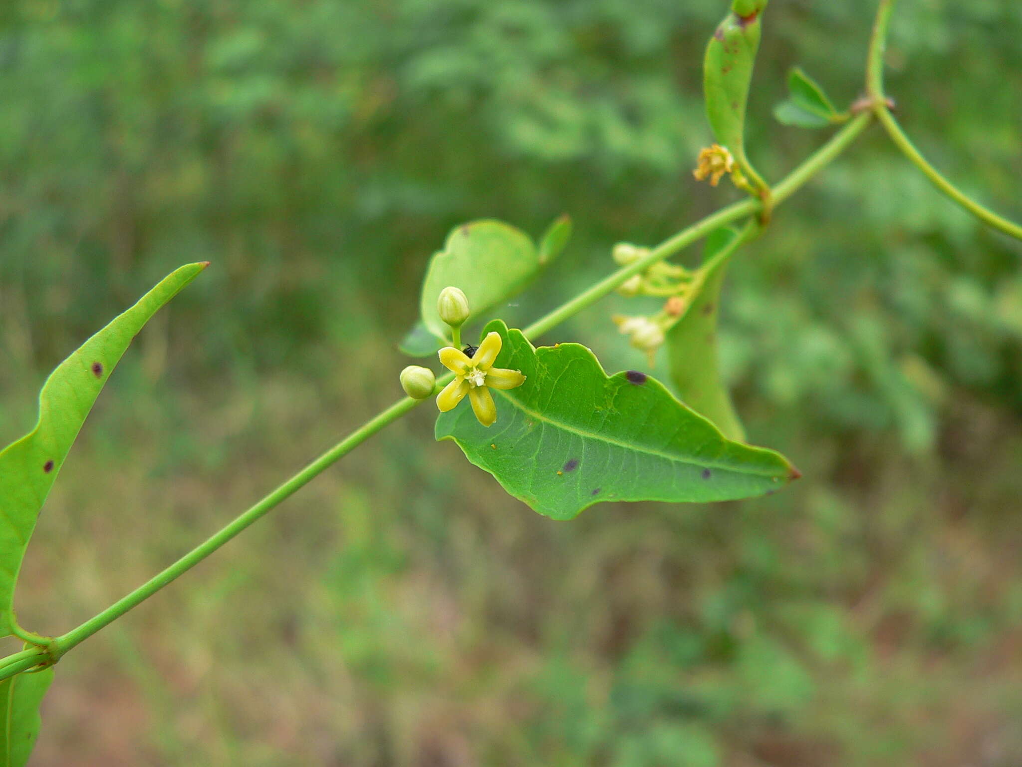 Plancia ëd Secamone parvifolia (Oliv.) Bullock