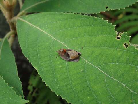 Image de Hyblaea firmamentum Guenée 1852