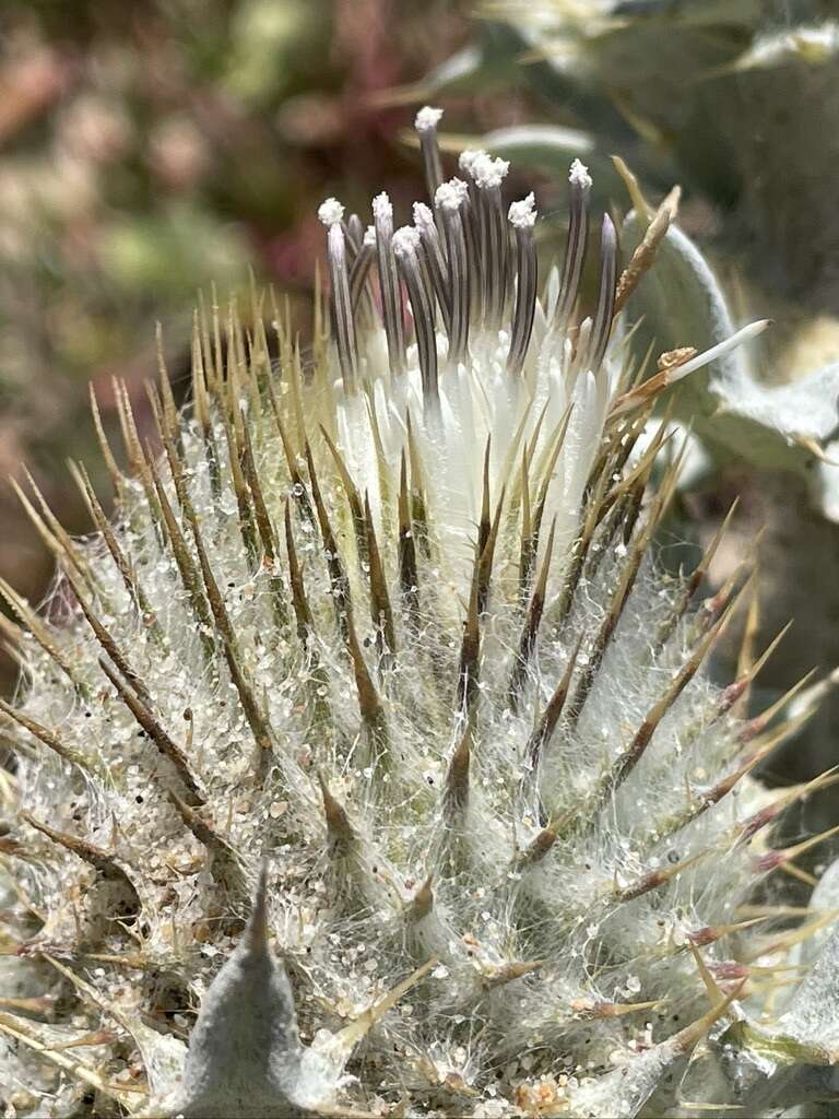 Cirsium rhothophilum Blake的圖片