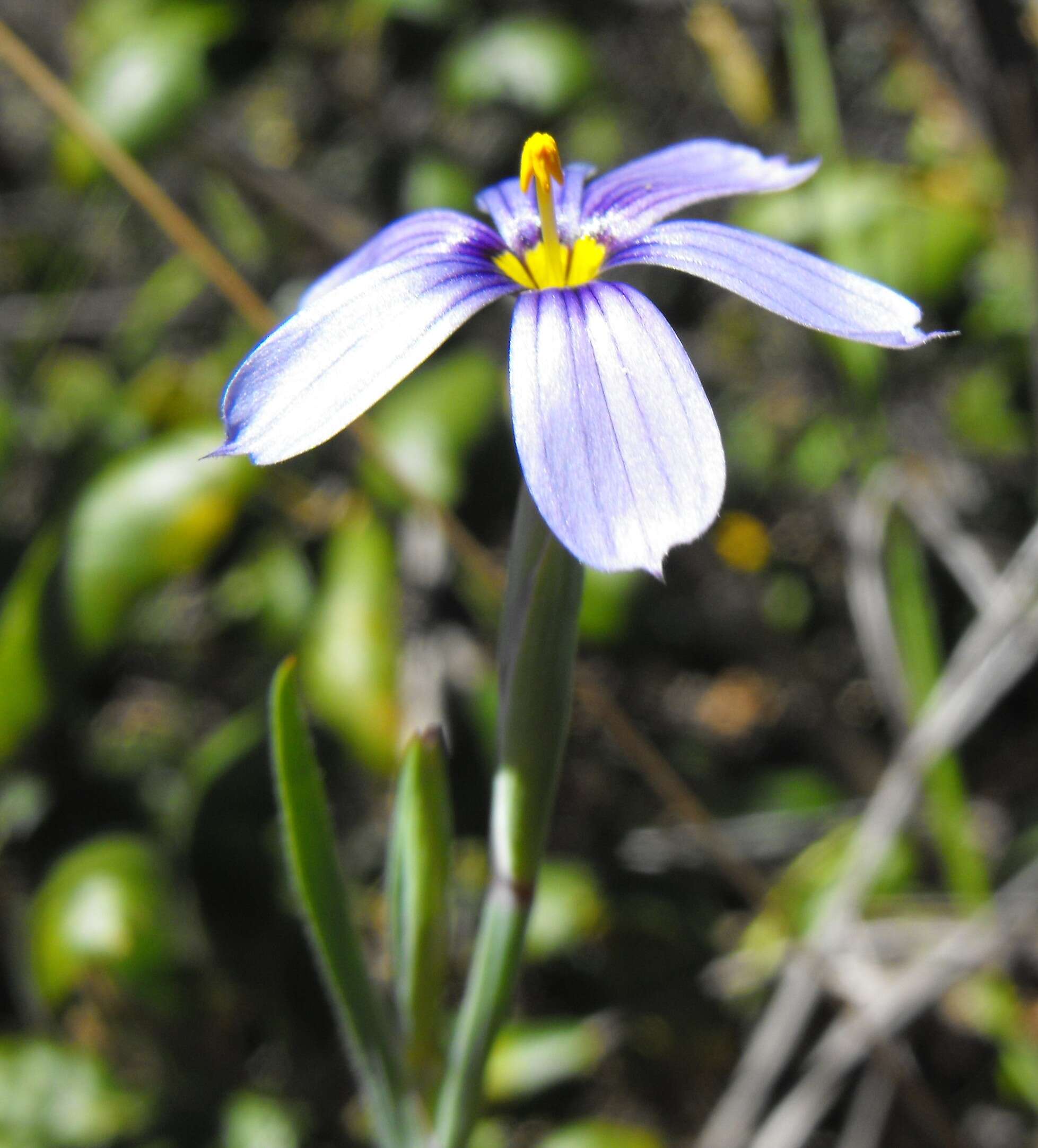 Image of western blue-eyed grass