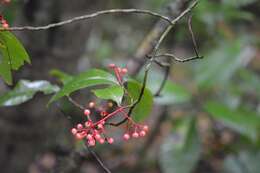 Image of Gentlea micranthera (J. D. Smith) Lundell