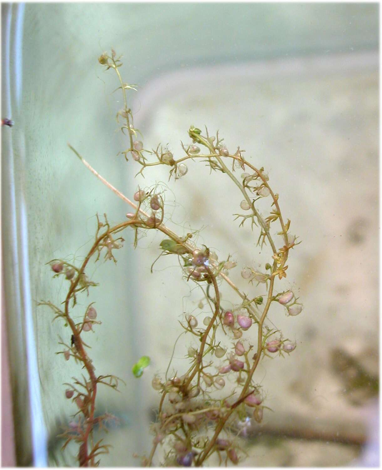 Plancia ëd Utricularia minor L.