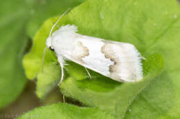 Image of Hulst's Flower Moth