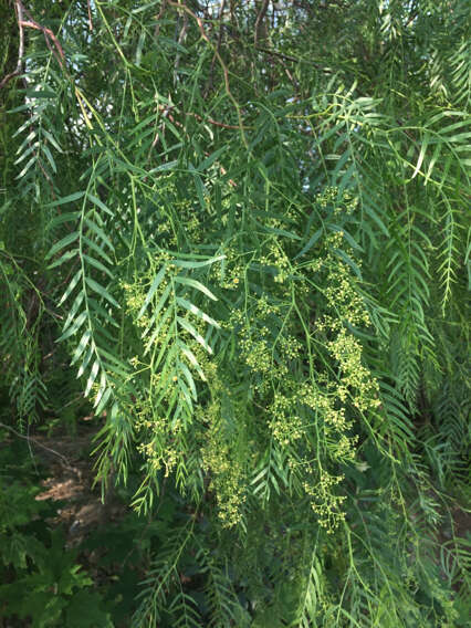 Image of Peruvian peppertree