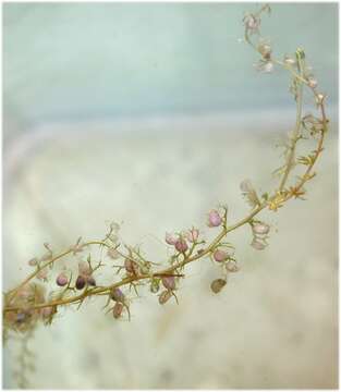 Image of Lesser Bladderwort