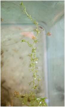 Plancia ëd Utricularia minor L.