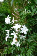 Image of pink jasmine