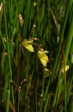 Plancia ëd Utricularia minor L.