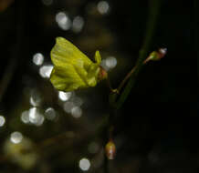 Plancia ëd Utricularia minor L.