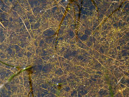 Plancia ëd Utricularia minor L.