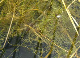 Image of Lesser Bladderwort